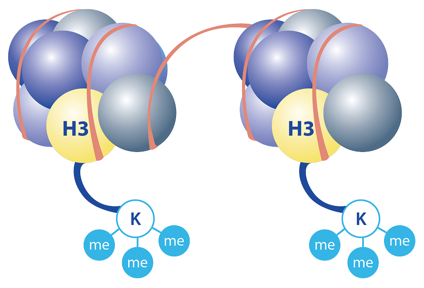 Diagram of H3 Wildtype normal trimethylation