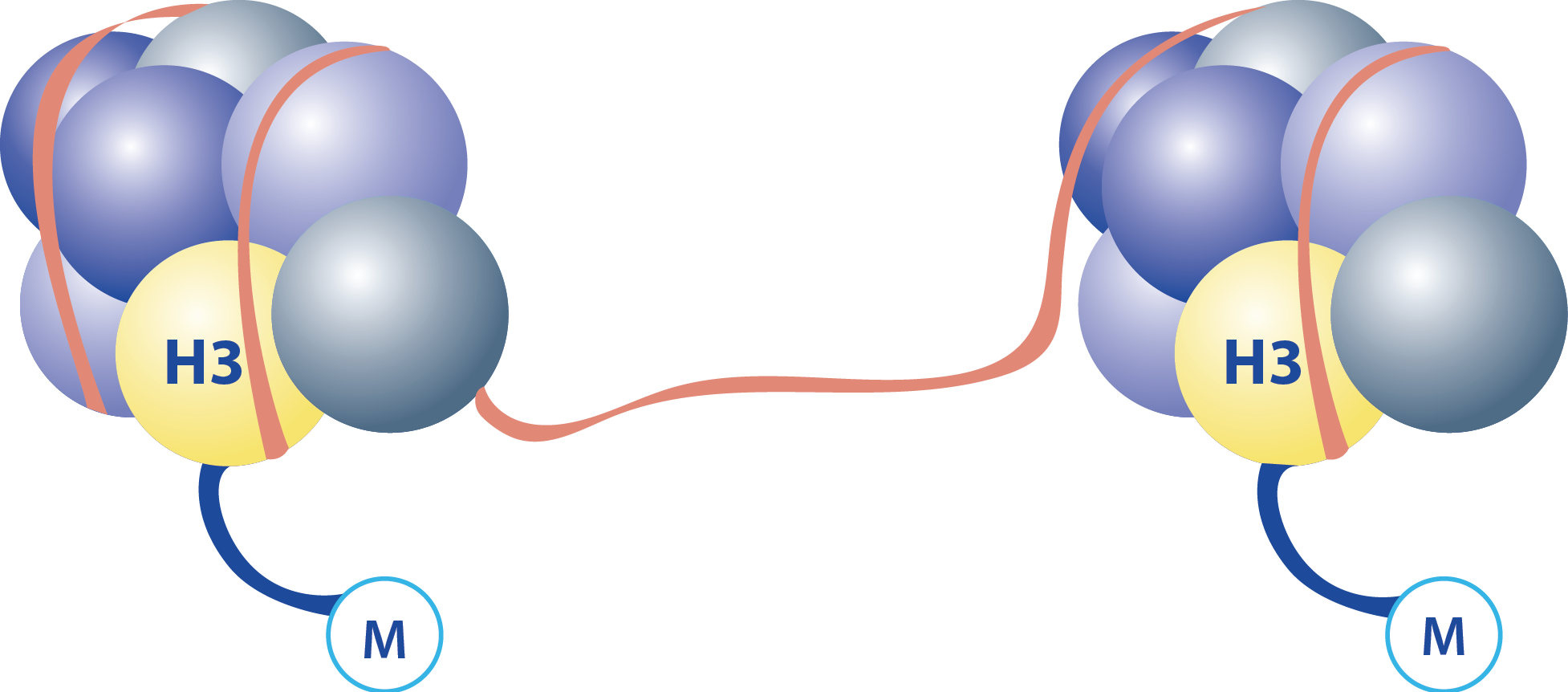Diagram of H3 K27M disregulated gene expression