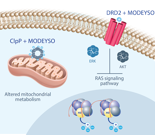 Image of the perceived mechanism of action of MODEYSO
